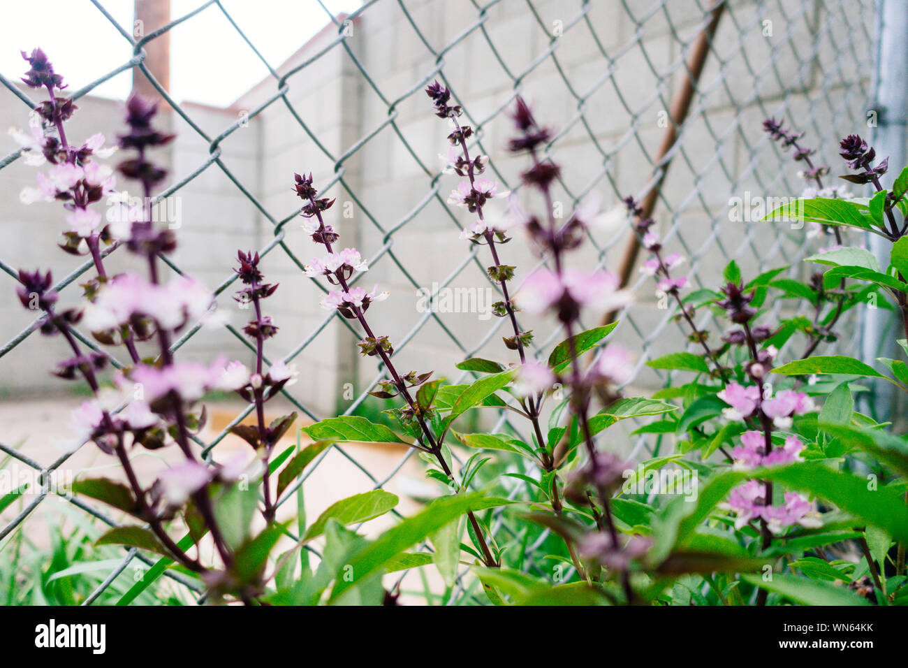 Basil flowers hires stock photography and images Alamy