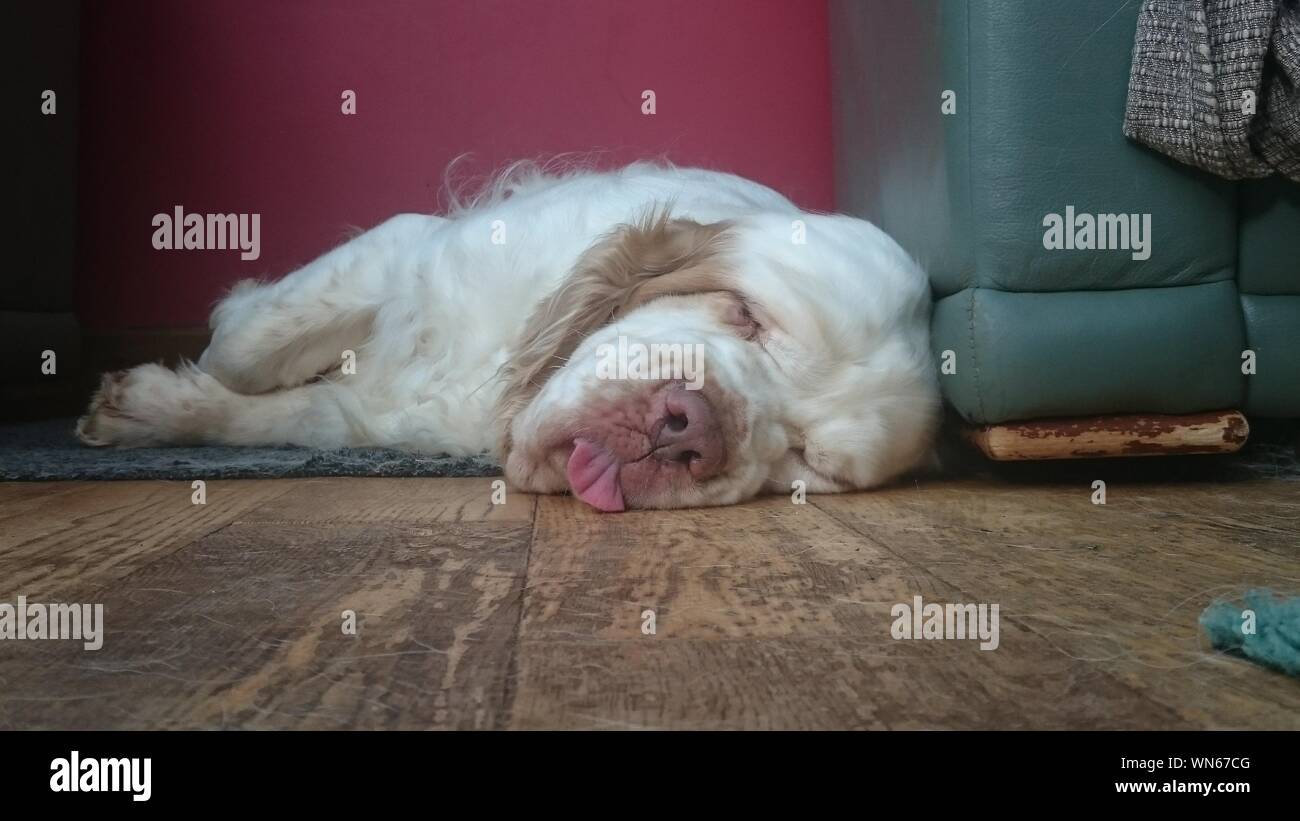 Dog Sleeping On Floor At Home Stock Photo Alamy