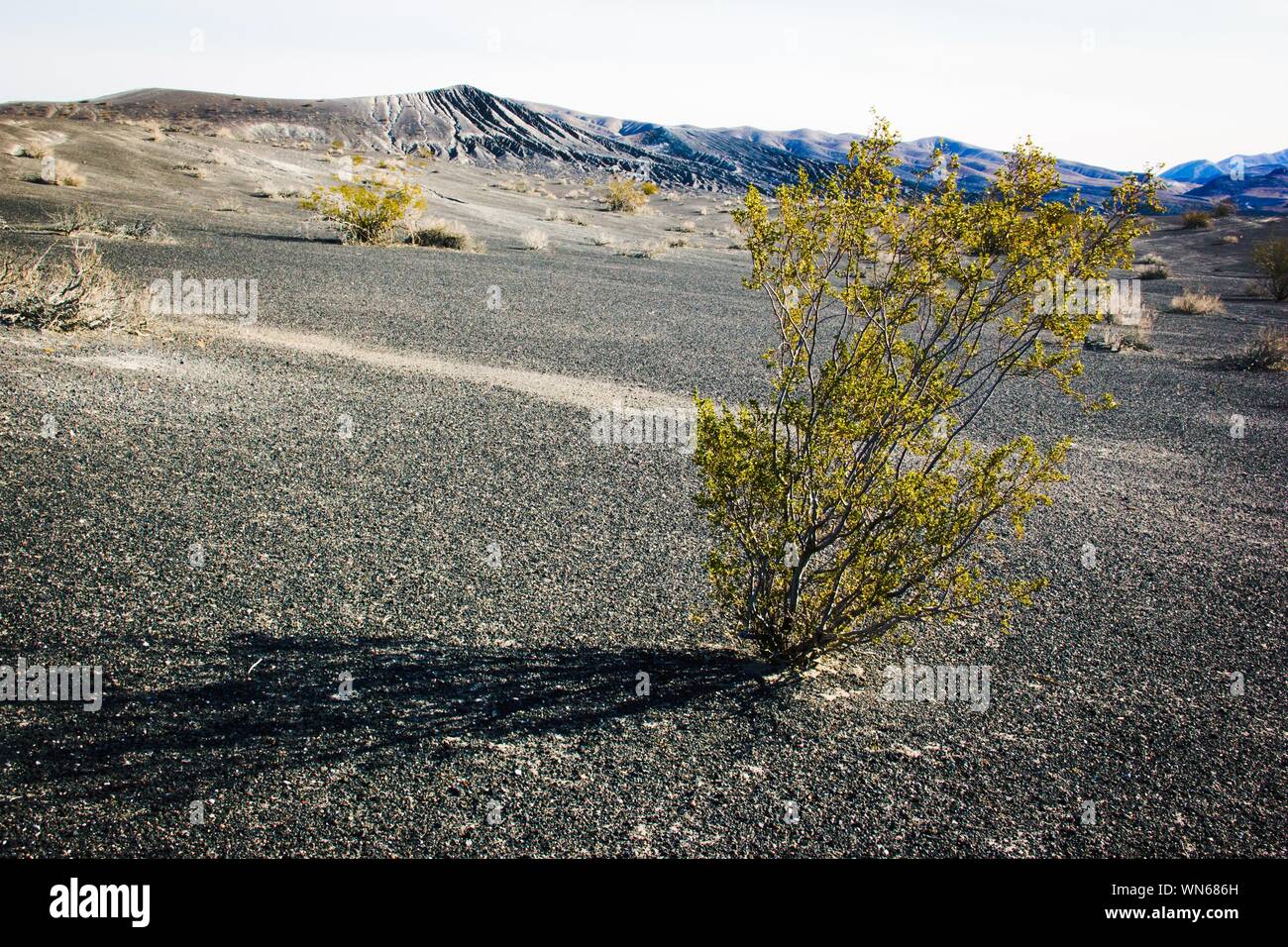 Plants of death hires stock photography and images Alamy