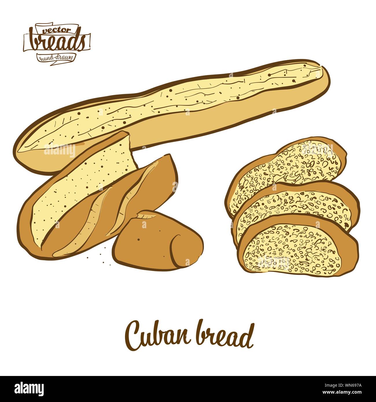 Colored drawing of Cuban bread bread. Vector illustration of Yeast bread food, usually known in United States. Colored Bread sketches. Stock Vector
