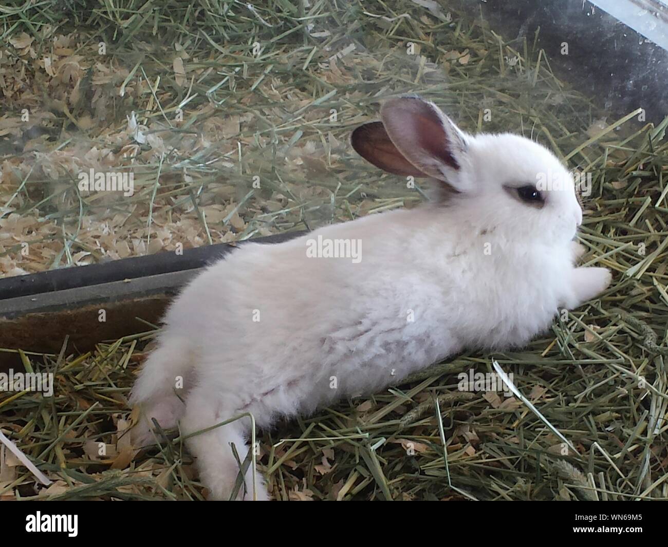 glass rabbit cage