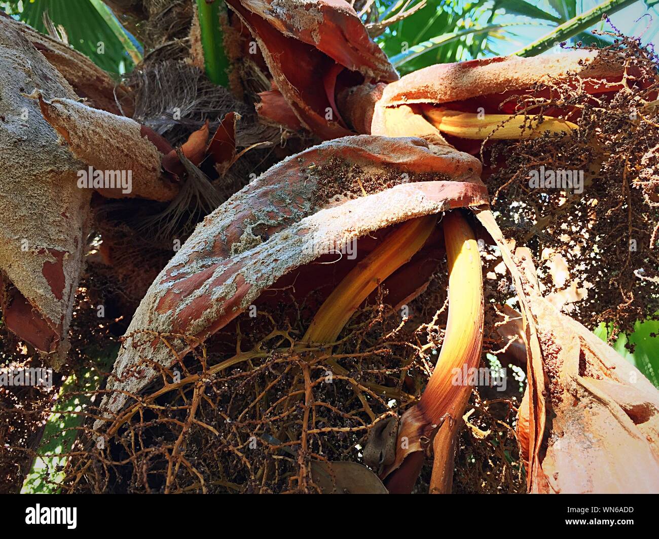 Dates on palm tree hires stock photography and images Alamy