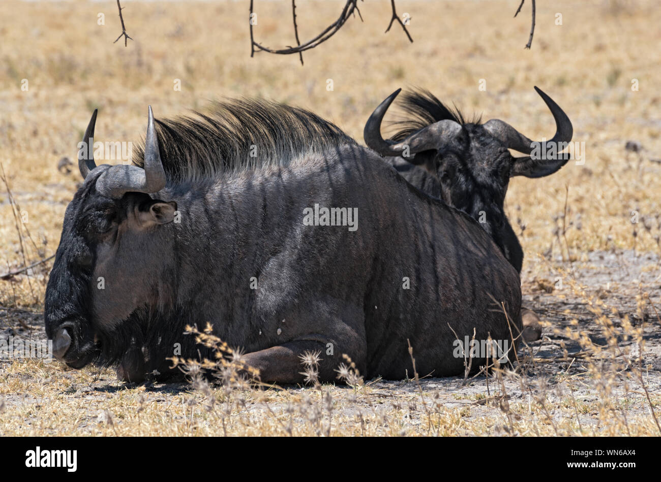 gnus in the shade of an acacia tree in Nxai Pan National Park in Botswana Stock Photo