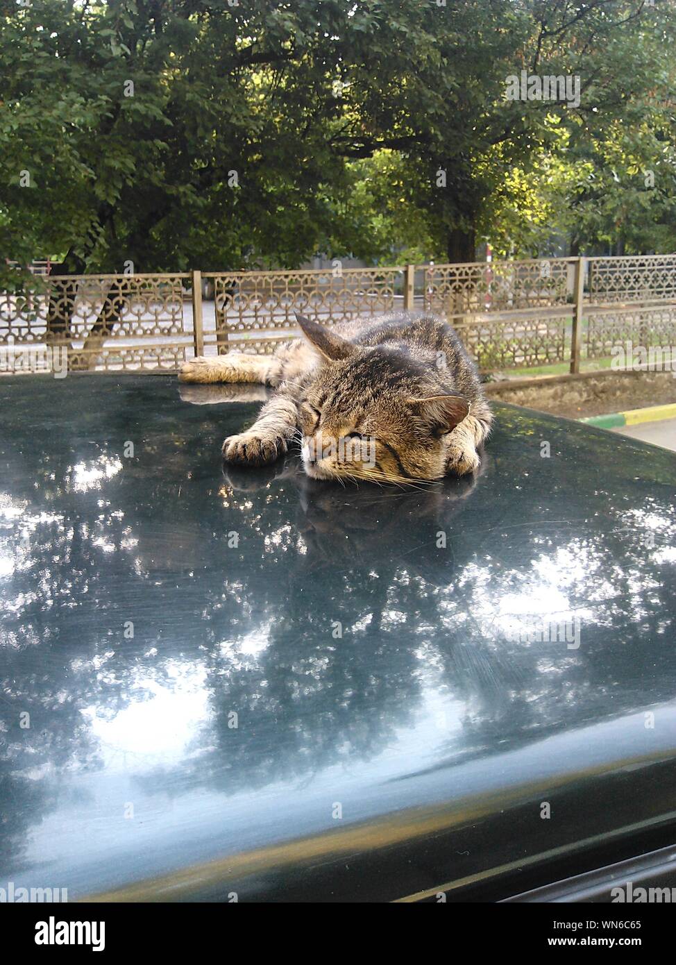 Stray cat on tree hires stock photography and images Alamy
