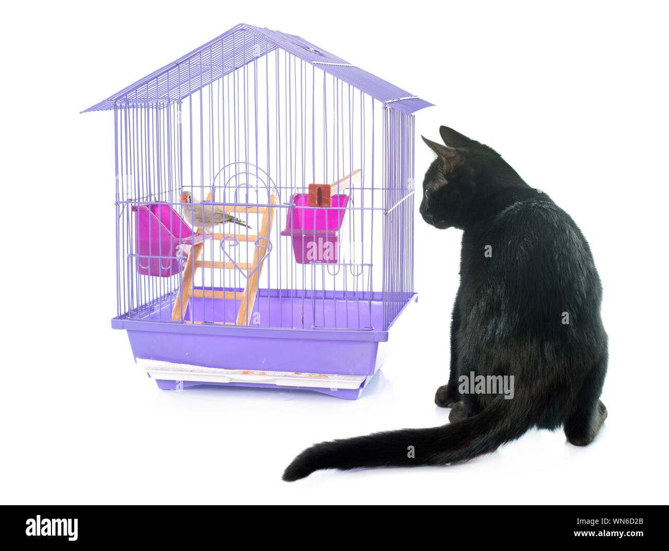 Cat Looking At Bird Perching In Birdcage Against White Background Stock Photo