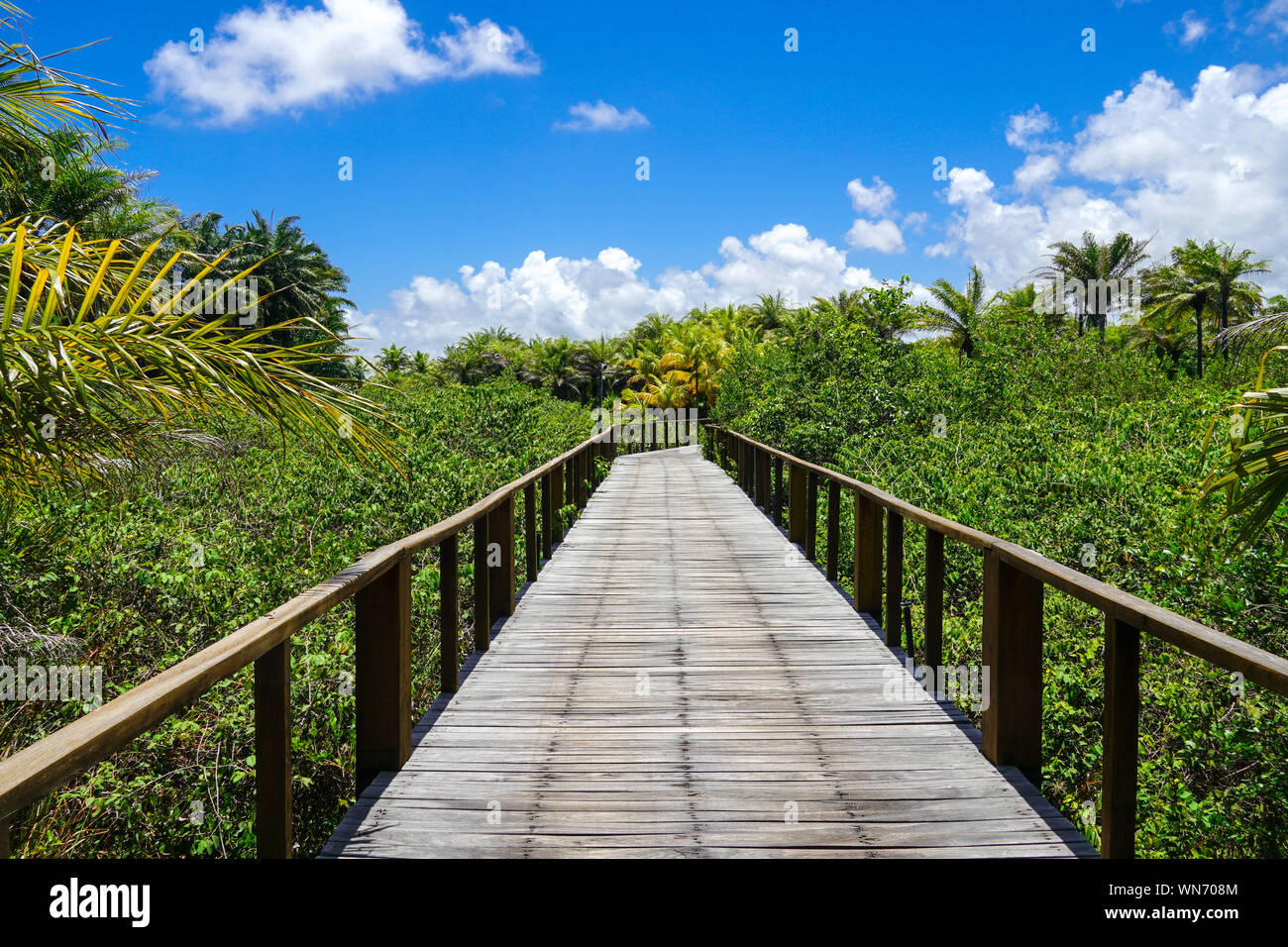 Perspective Of Wood Bridge In Deep Tropical Forest Wooden Bridge