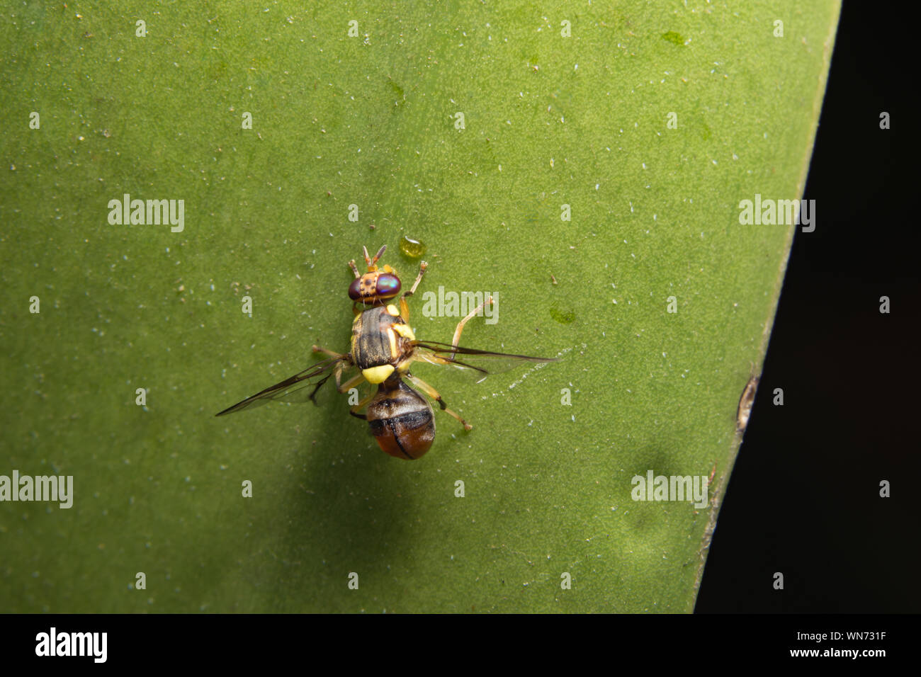 Close-up Of Fruitfly On Green Plant Against Black Background Stock Photo
