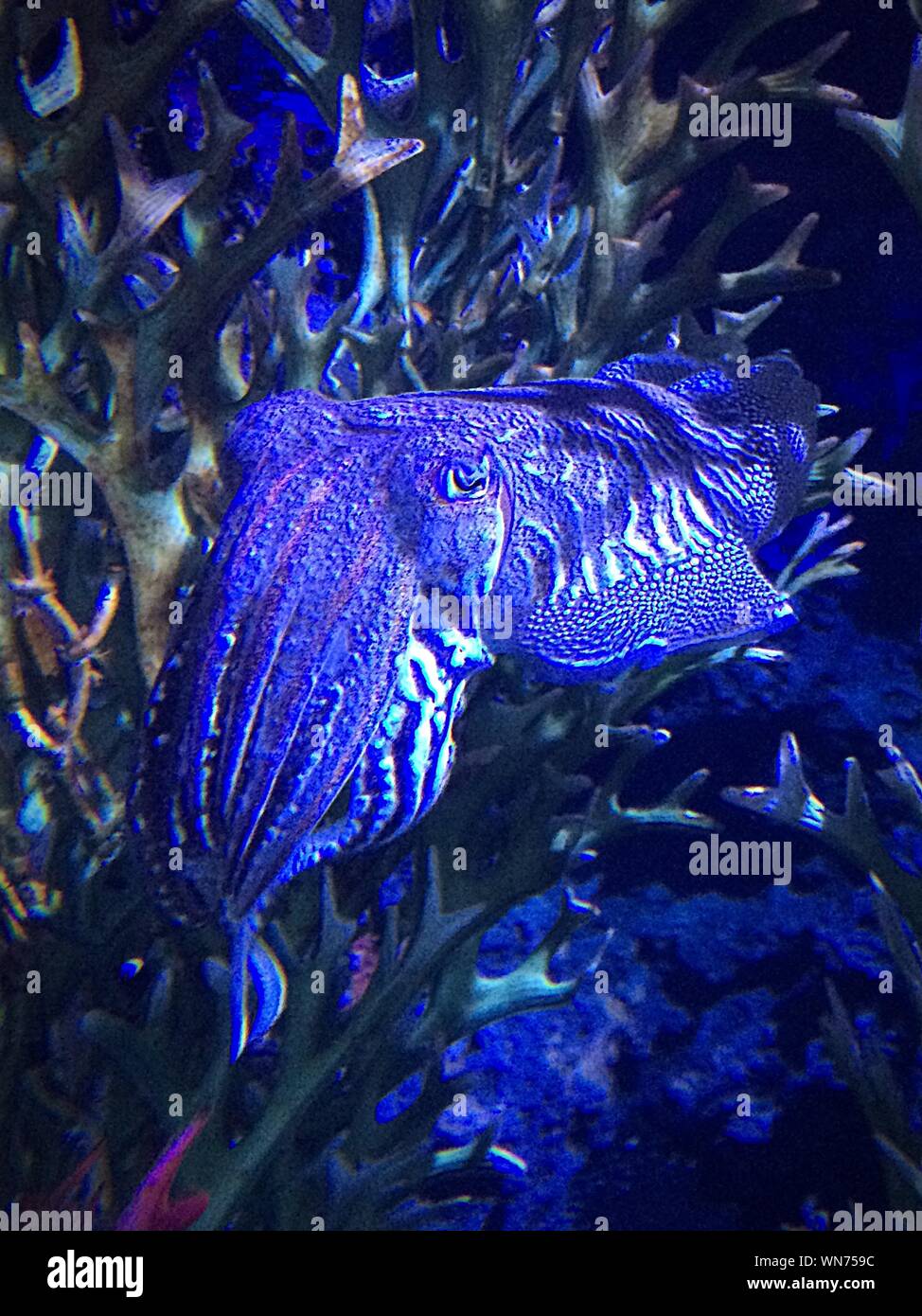 Close-up Of Cuttlefish In Sea Life London Aquarium Stock Photo