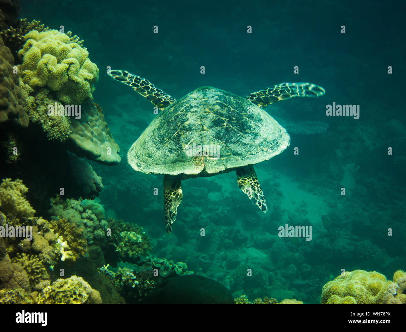 Hawksbill Turtle in the Red Sea Stock Photo - Alamy