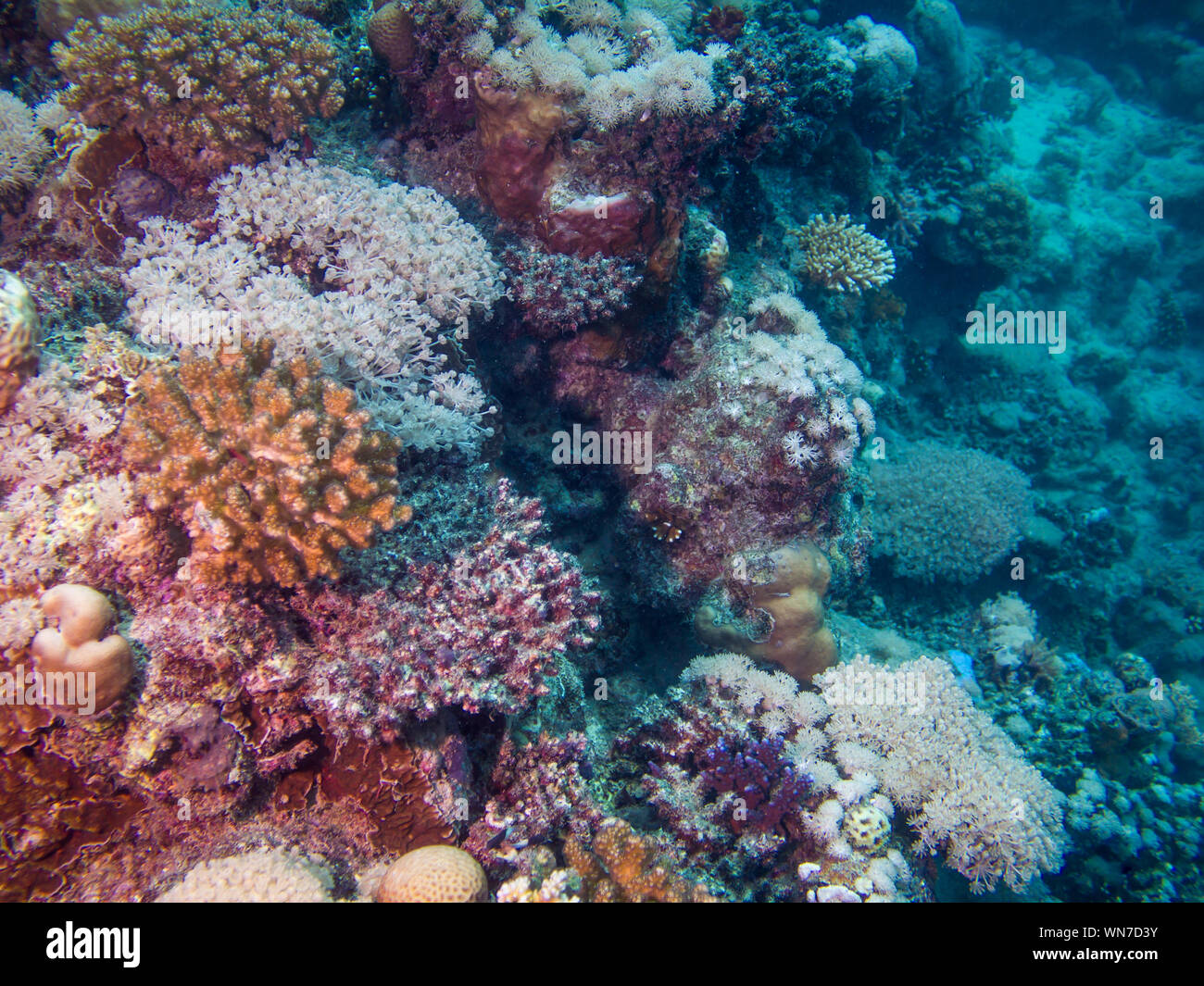 Coral Reef in the Red Sea Stock Photo - Alamy