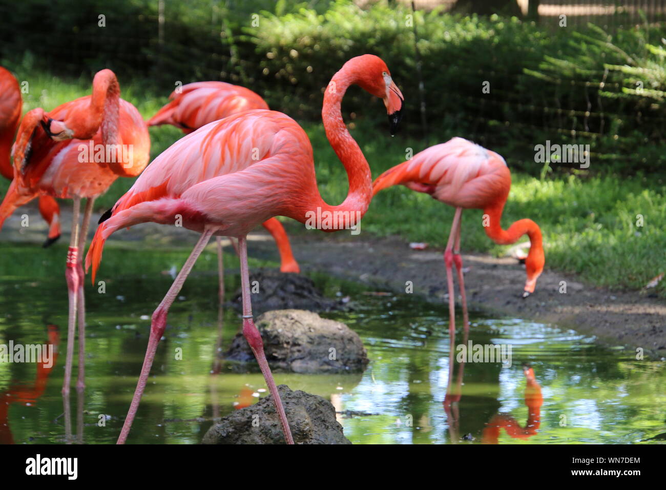 Pink flamingo standing hi-res stock photography and images - Alamy