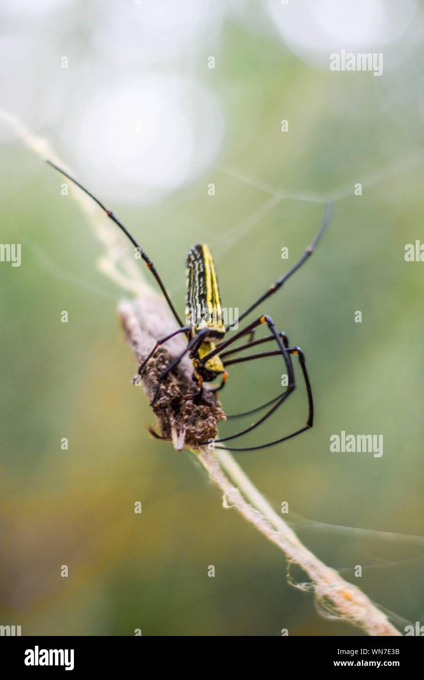 Close-up Of Golden Orb Spider Hunting Butterfly On Web Stock Photo