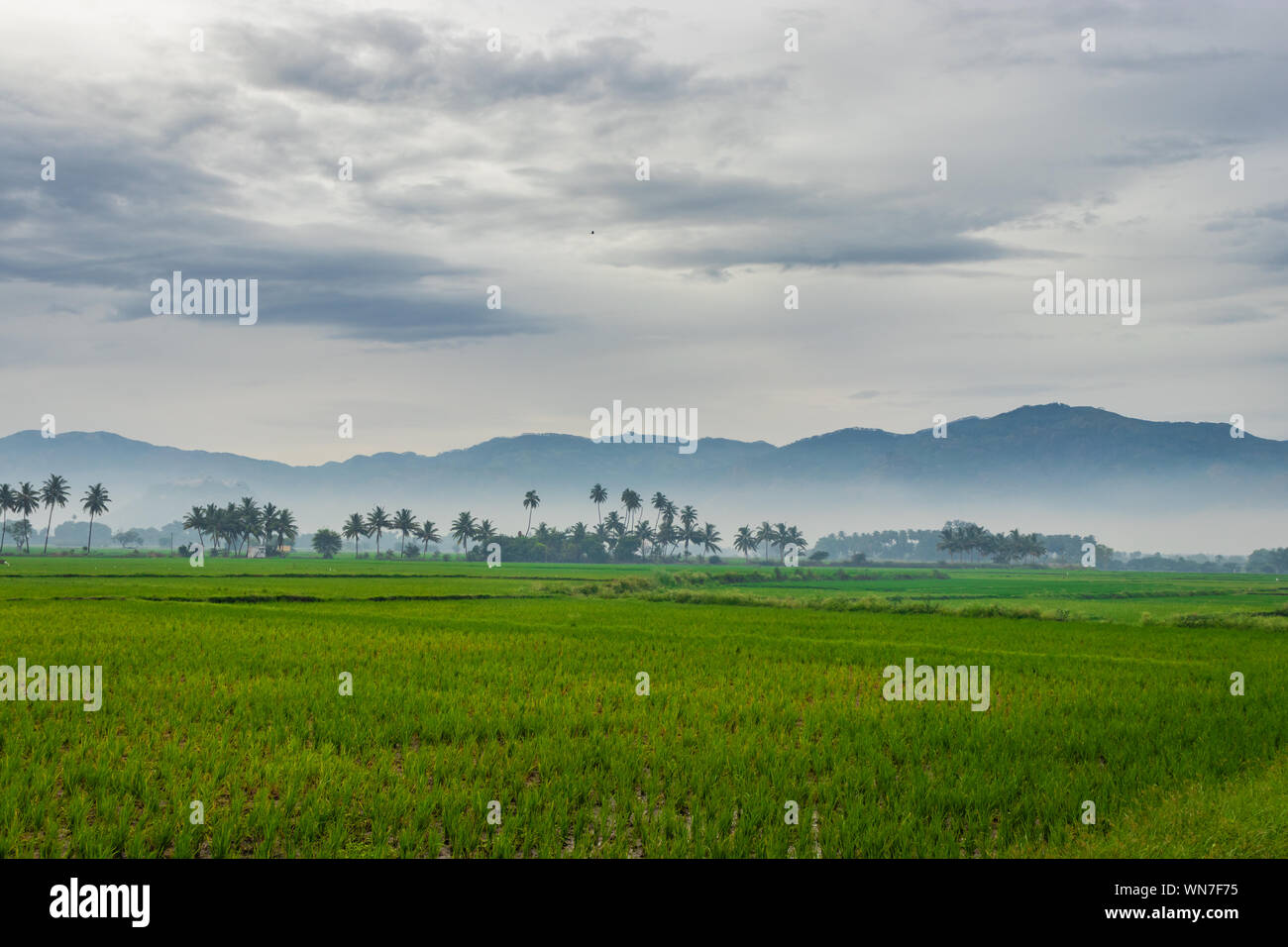 green rice field with palm tree and mountain background image is ...