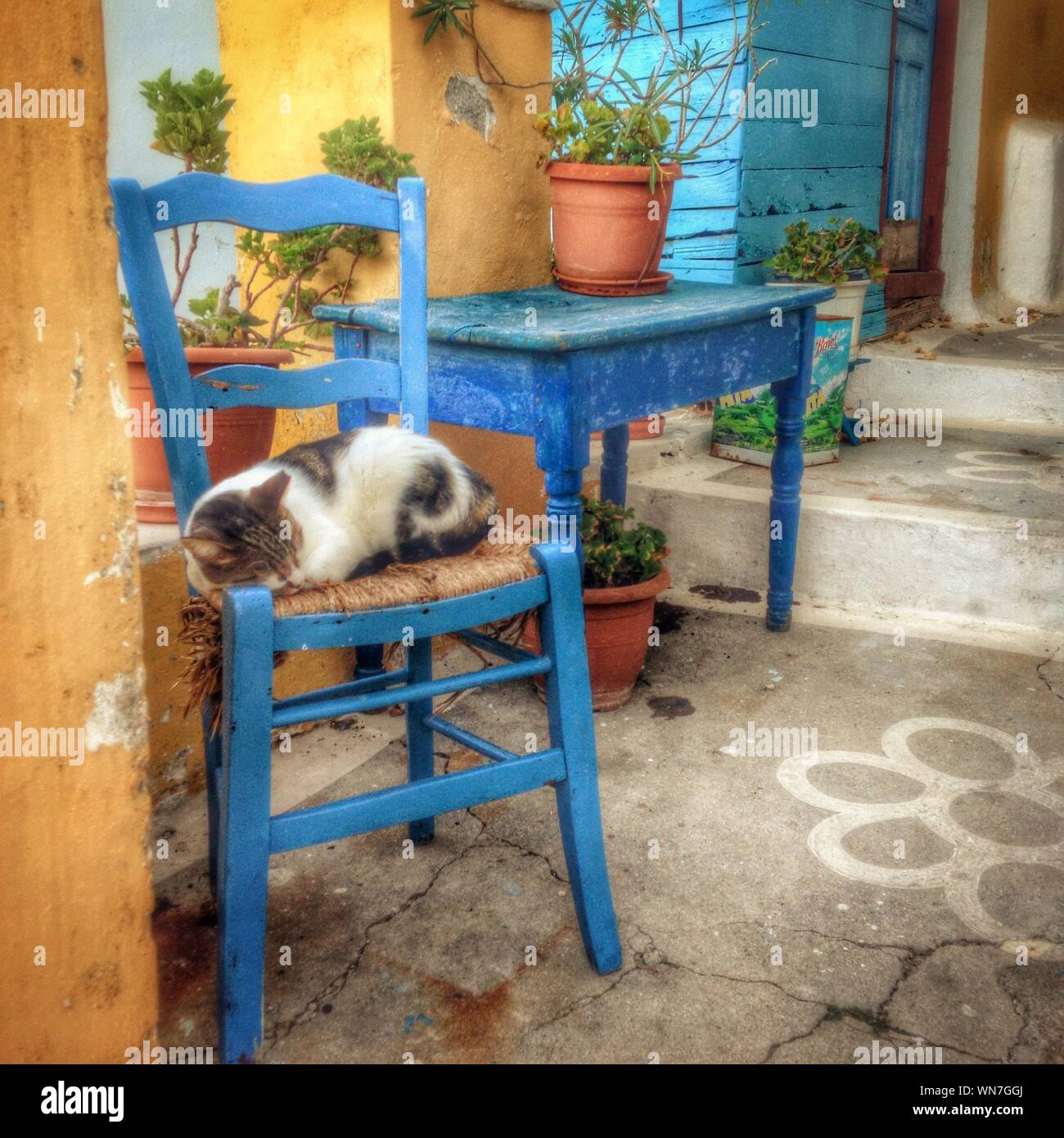 Side View Of A Cat Sleeping On Chair Stock Photo Alamy