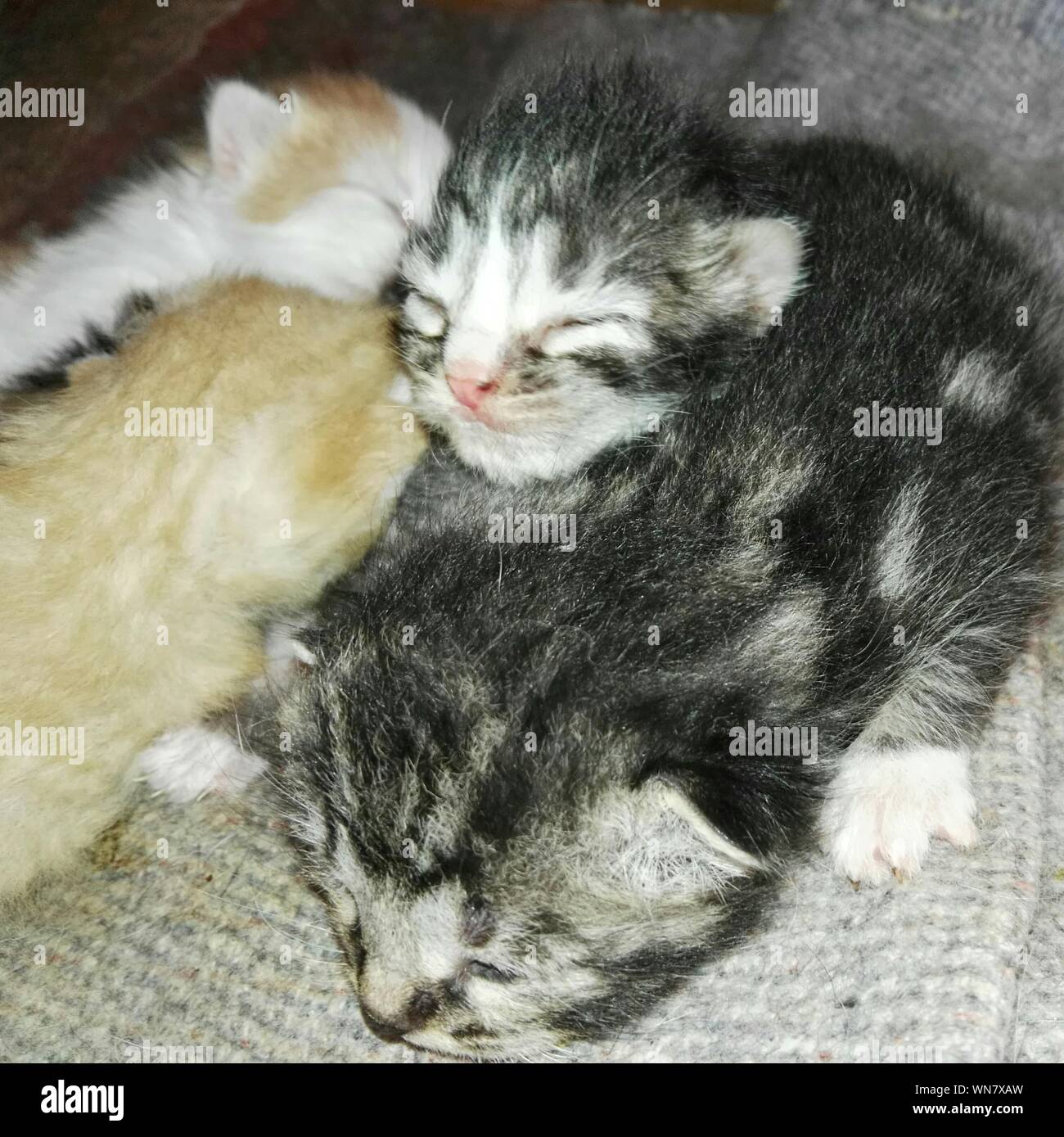 View Of Kittens Sleeping Together Stock Photo Alamy