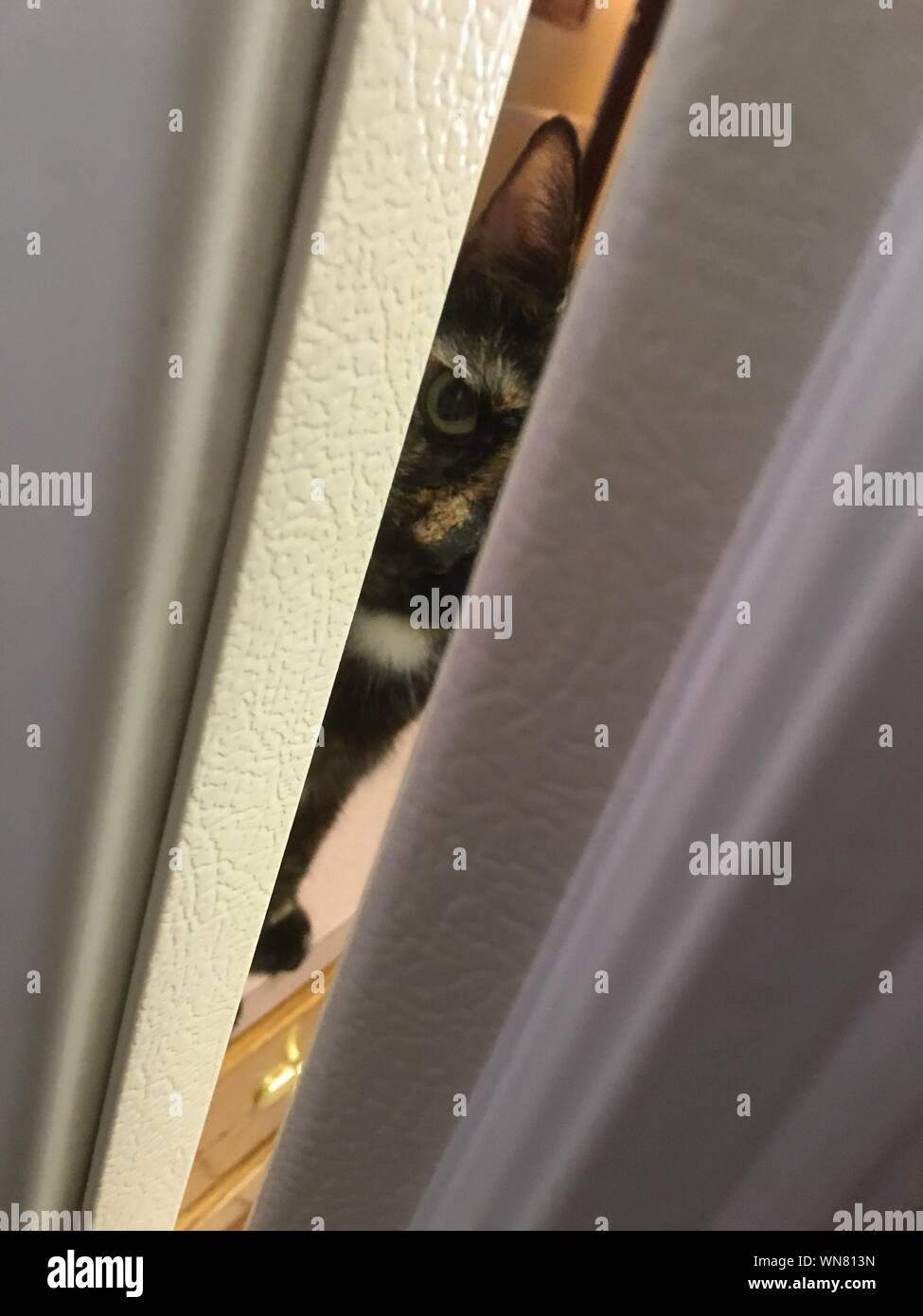 Closeup Of Cat Hiding Behind Curtain Stock Photo Alamy
