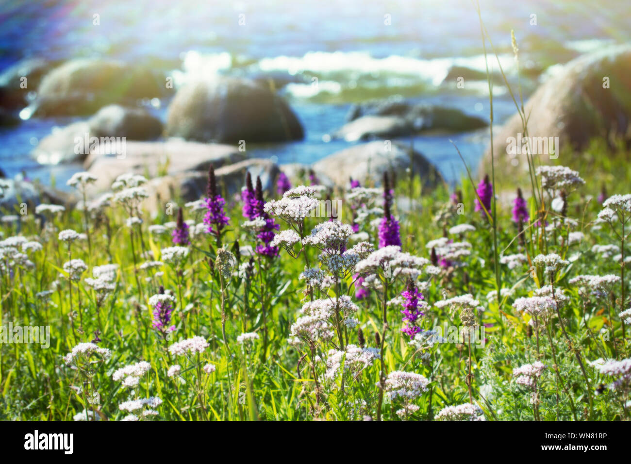 The thinnest and purest essence of summer - flowering grasses, blooming meadows. Favourite season. Valeriana and the sea Stock Photo