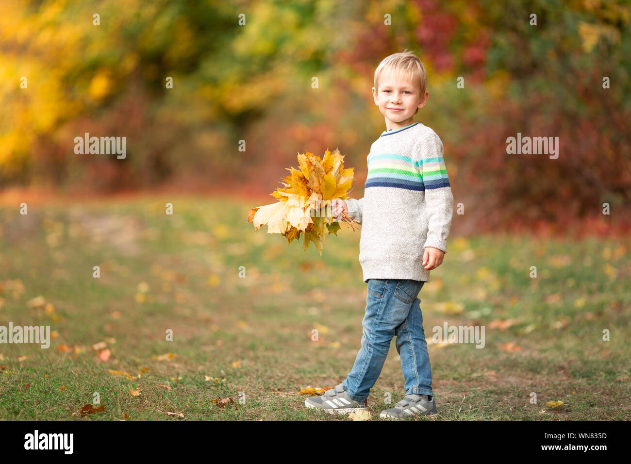 Happy little boy gathering autumn leaves in the park in autumn Stock ...