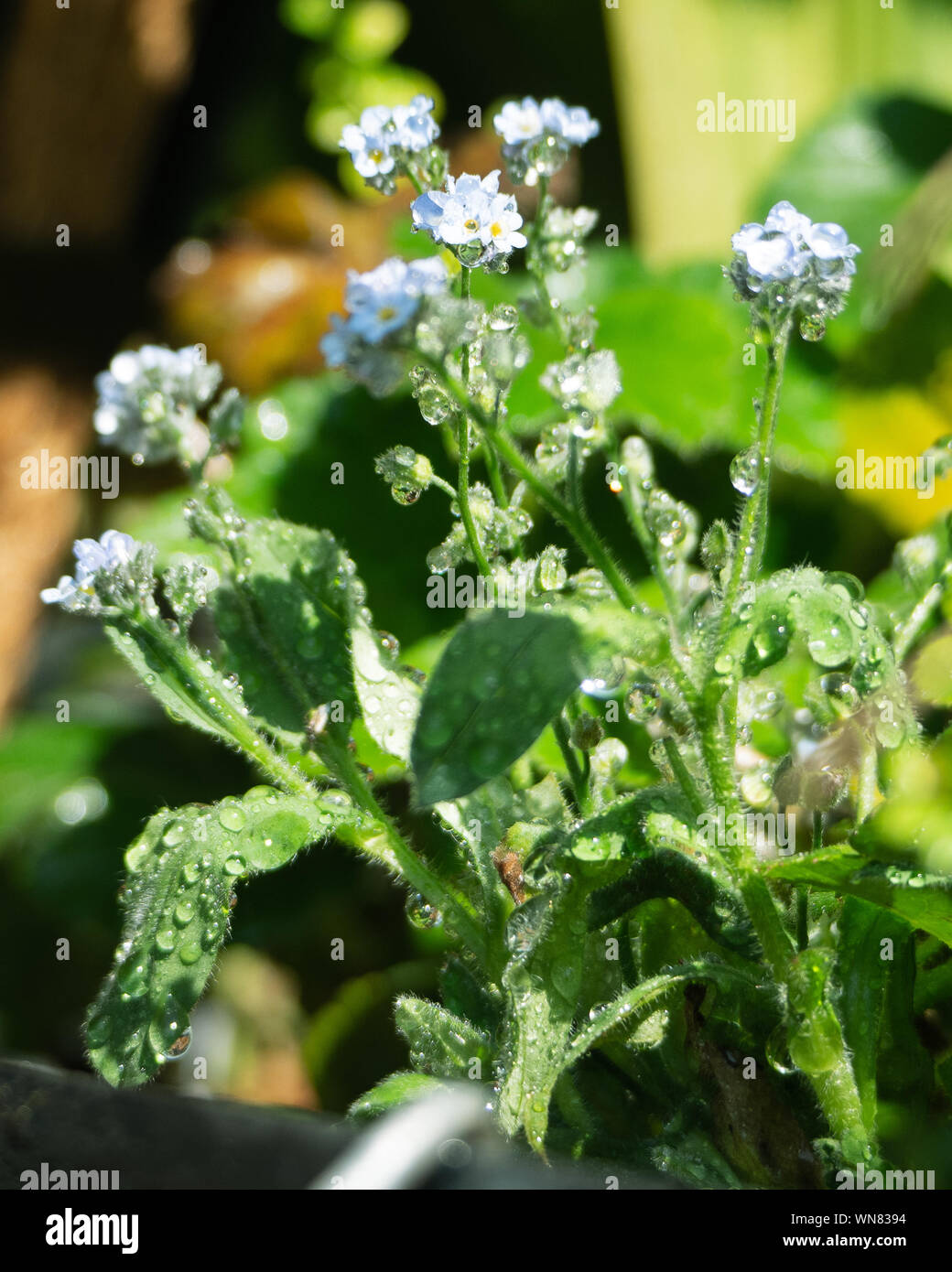 me nots glistening with water Stock Photo Alamy