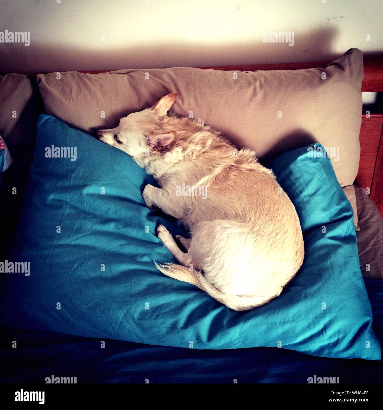 Dog Sleeping On Blanket Stock Photo Alamy