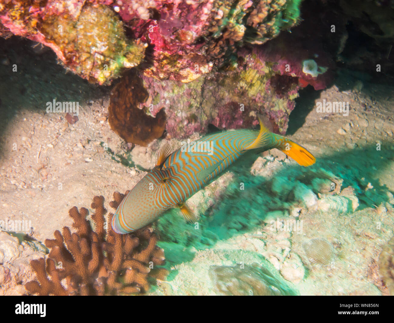 Orange Striped Trigger fish Stock Photo Alamy