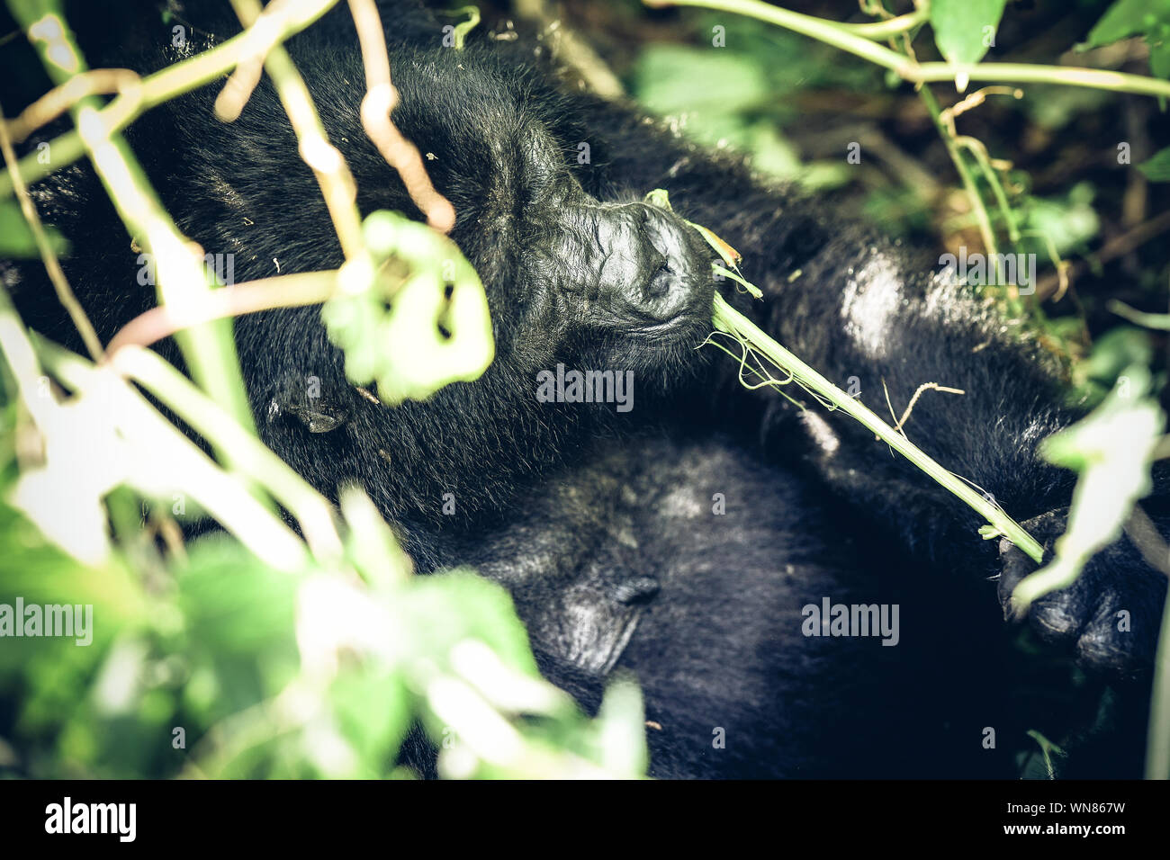 Chimpanzee Eating Amidst Plants Stock Photo
