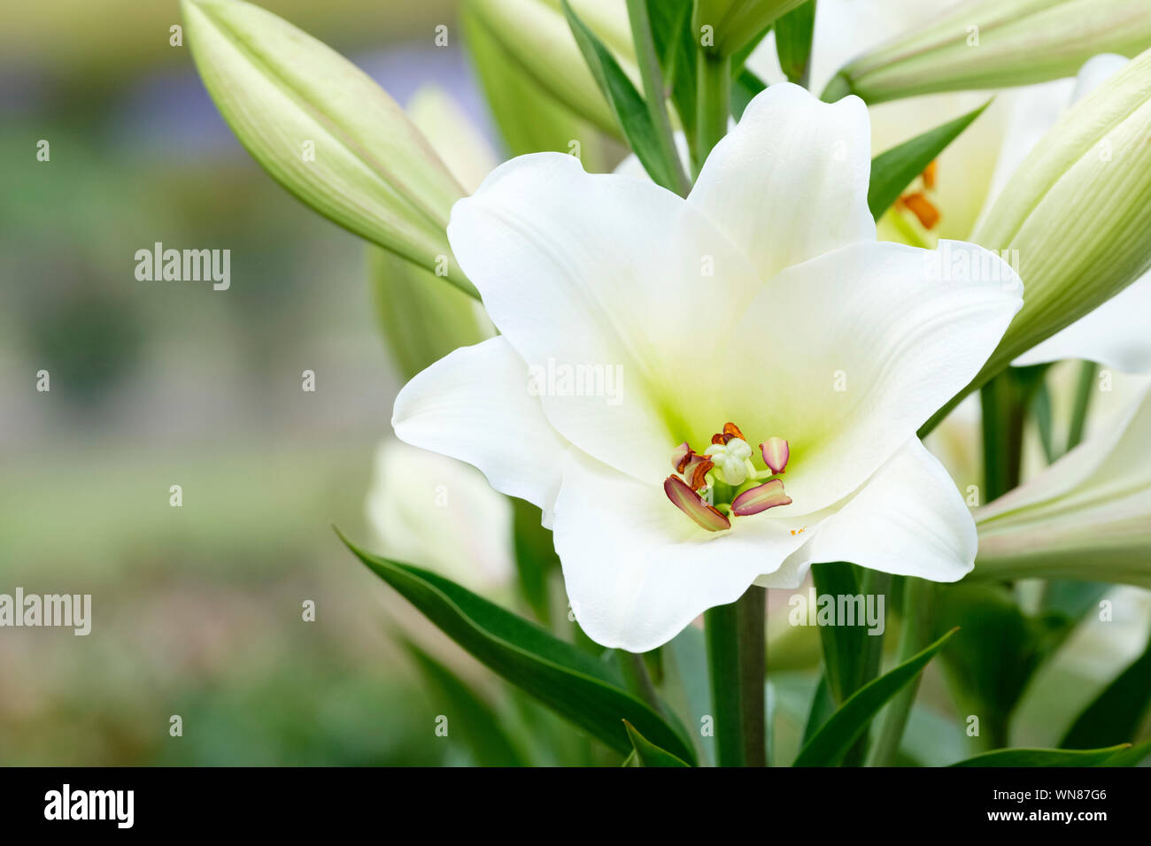 Close-up of white flowers of Lilium 'Fredo', Lily 'Fredo', Lillium longiflorum 'Fredo', Easter lily 'Fredo', Longiflorum lily 'Fredo' Stock Photo
