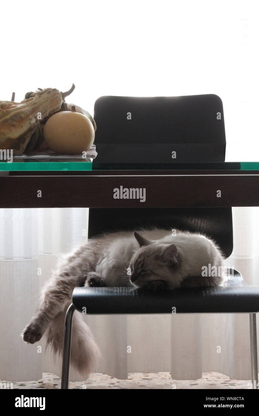 Cat chair table hires stock photography and images Alamy