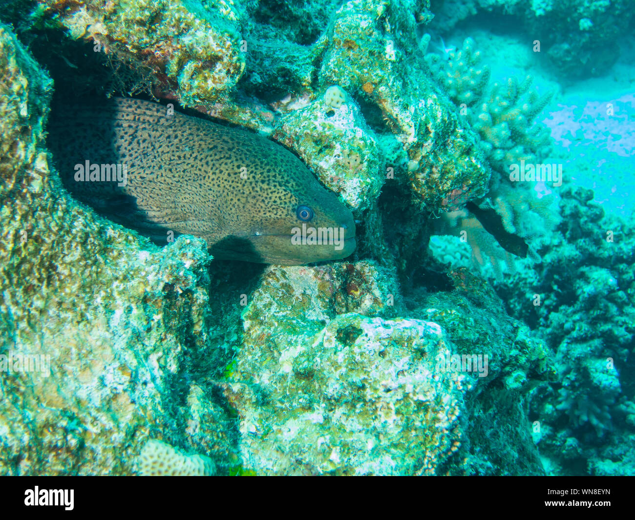 Giant Moray Eel Stock Photo Alamy