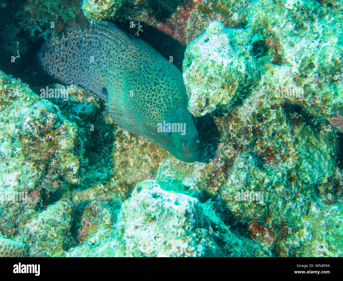 Giant Moray Eel Stock Photo Alamy
