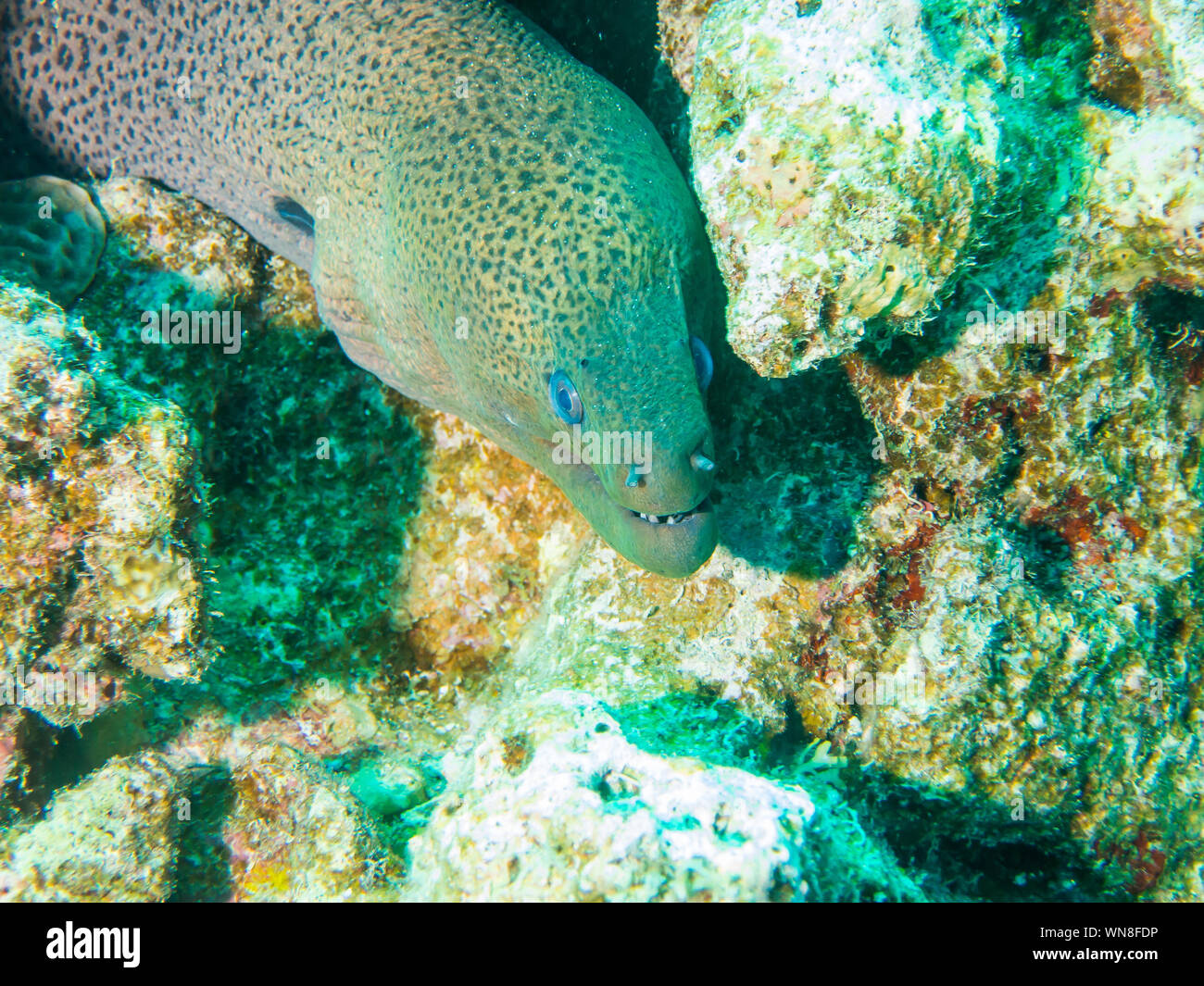 Giant Moray Eel Stock Photo