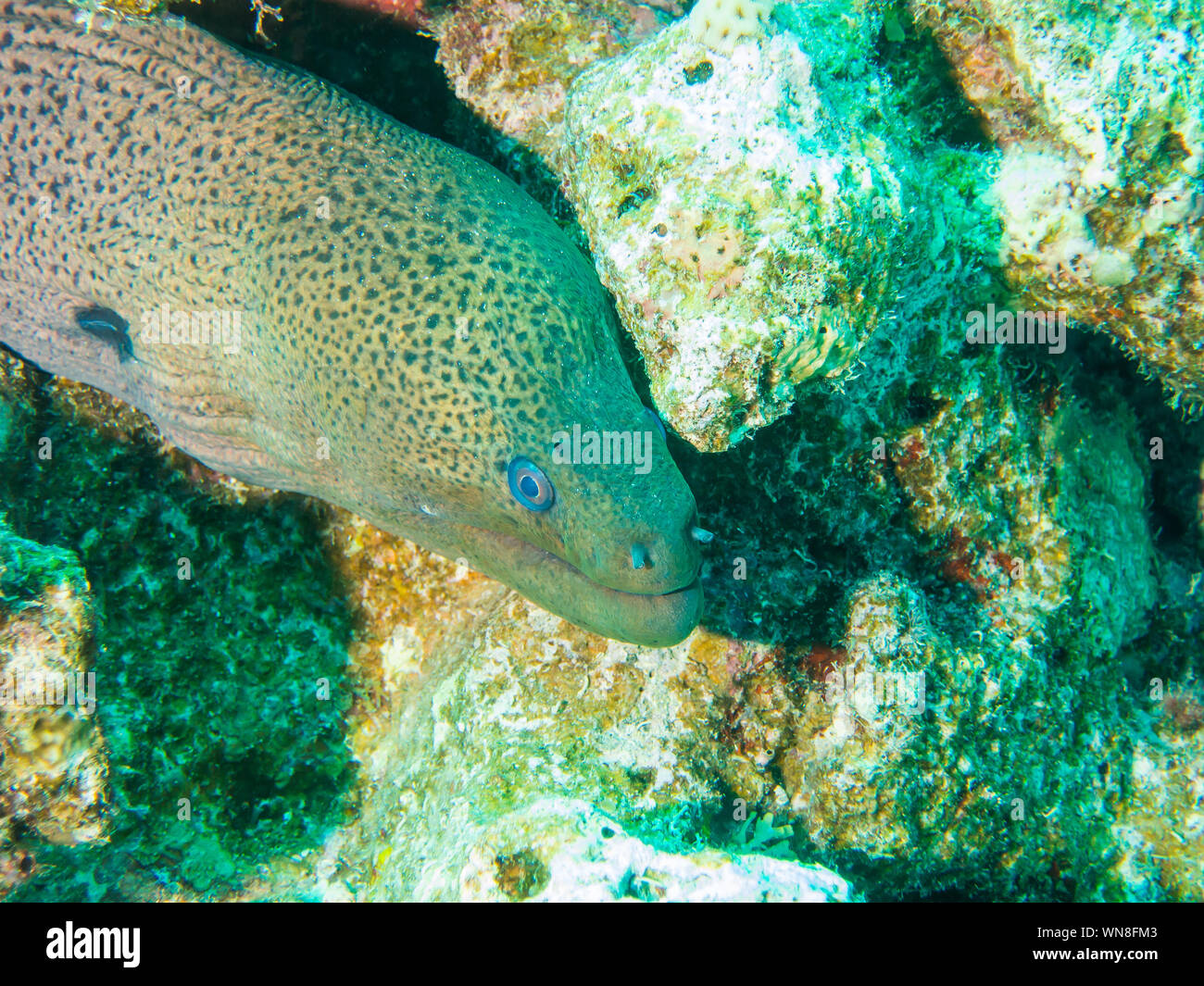 Giant Moray Eel Stock Photo