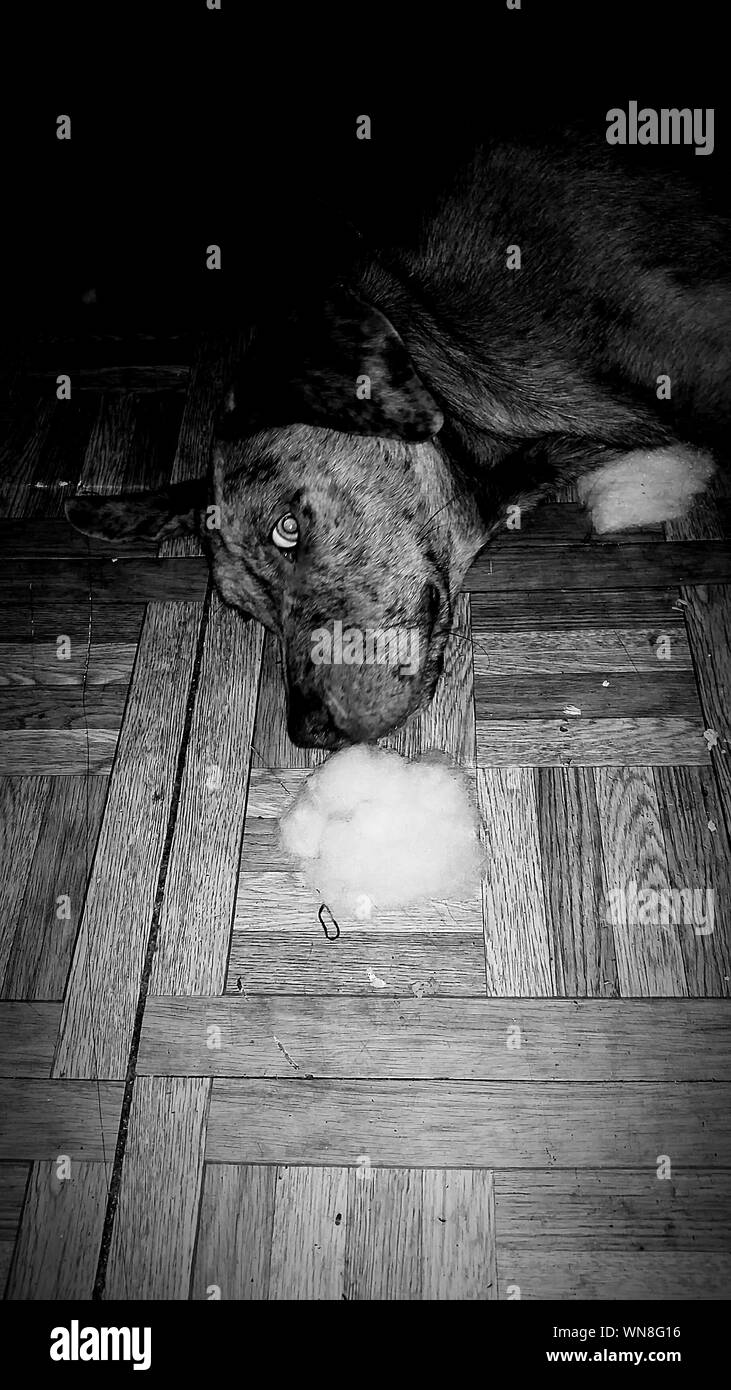 Dog close door hires stock photography and images Alamy