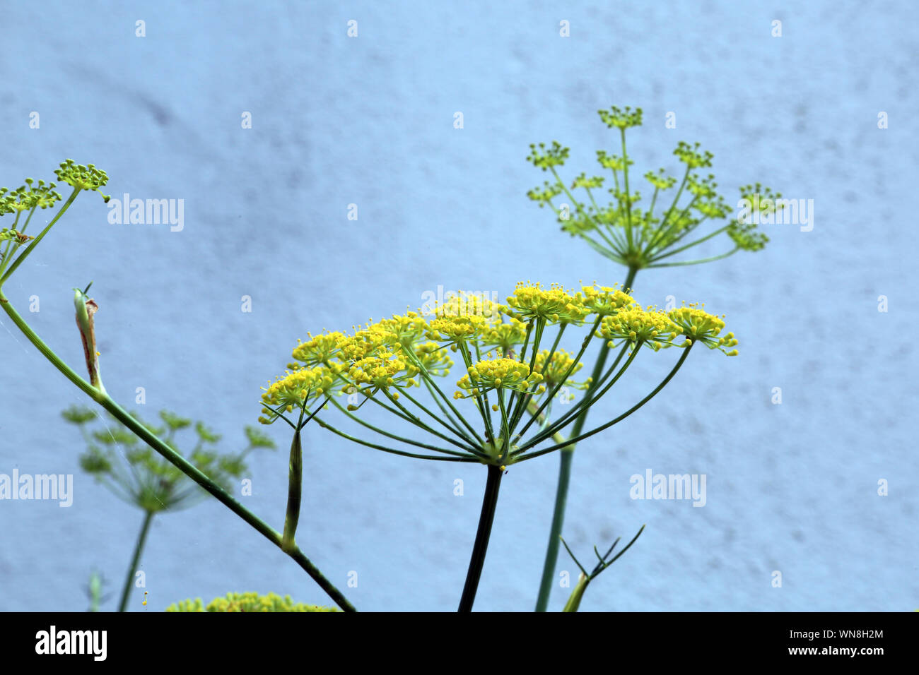 Fennel flower heads against a white wall on Ile aux Moines, Golfe du