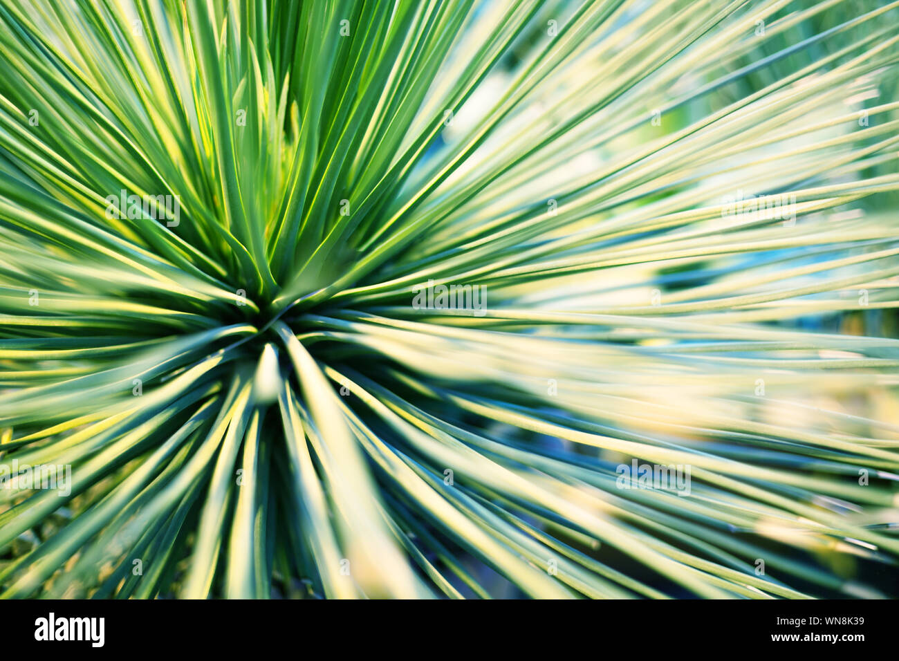 Bright green leaves of palm tree or ornamental houseplant blurred background close up macro Stock Photo