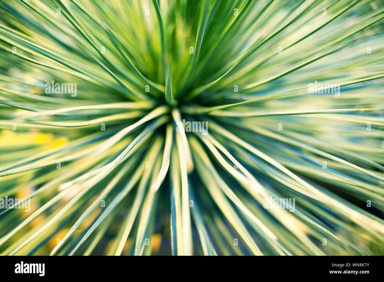 Bright green leaves of palm tree or ornamental houseplant blurred background close up macro Stock Photo