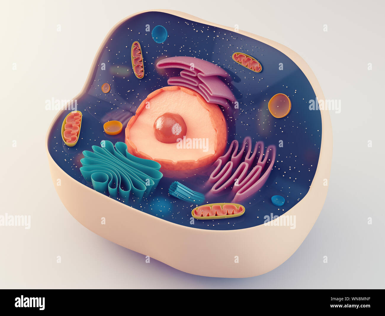 Animal cell hi-res stock photography and images - Alamy