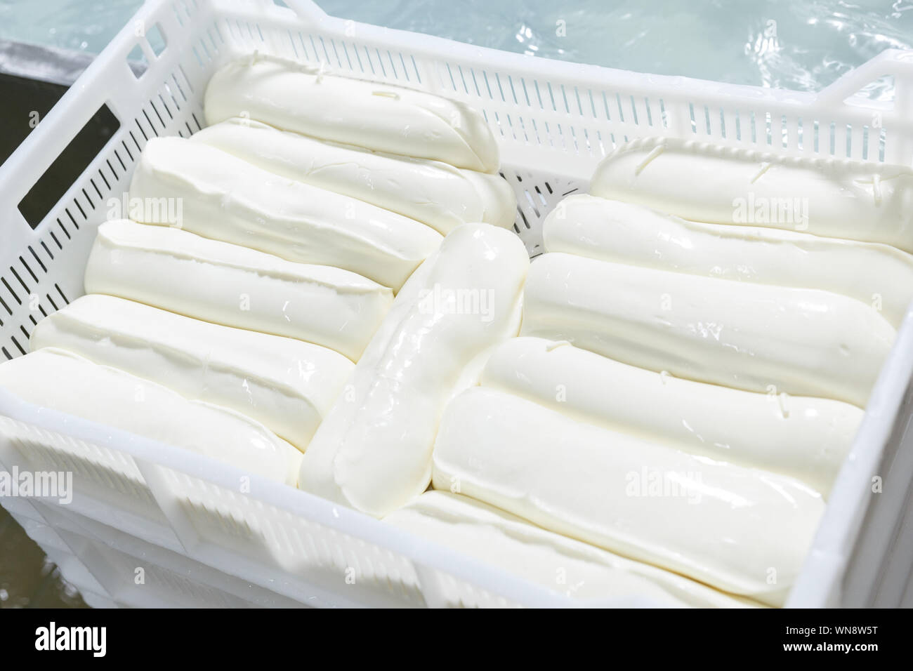 Fresh chilled mozzarella heads in a storage box on a cheese manufacturing plant. Industrial