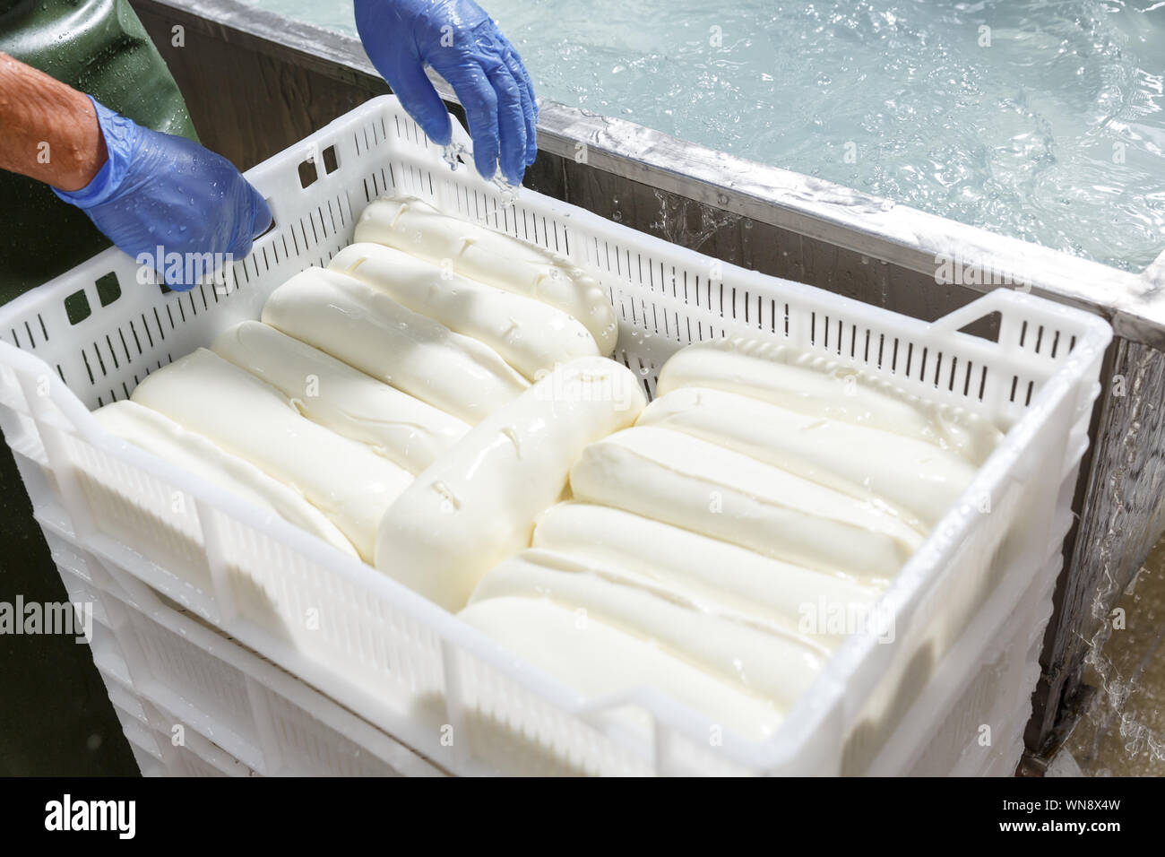 Hands in gloves packing fresh chilled mozzarella heads in a storage
