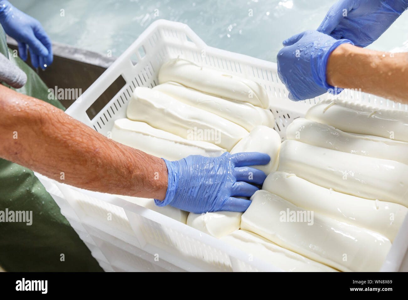Hands in gloves packing fresh chilled mozzarella heads in a storage