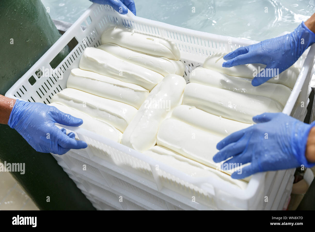 Hands in gloves packing fresh chilled mozzarella heads in a storage