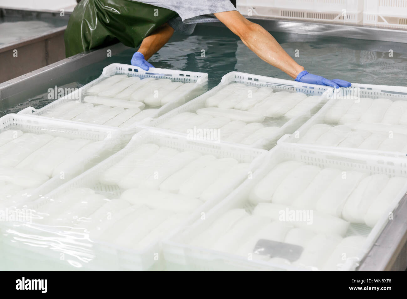 Worker puts boxes with fresh mozzarella cheese in a cooling water bath on a cheese production factory as part of manufacturing process. Cheese and dai Stock Photo