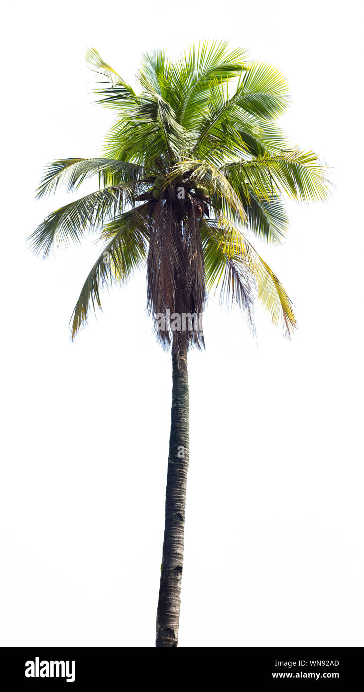 Low Angle View Of Coconut Palm Tree Against Clear Sky Stock Photo