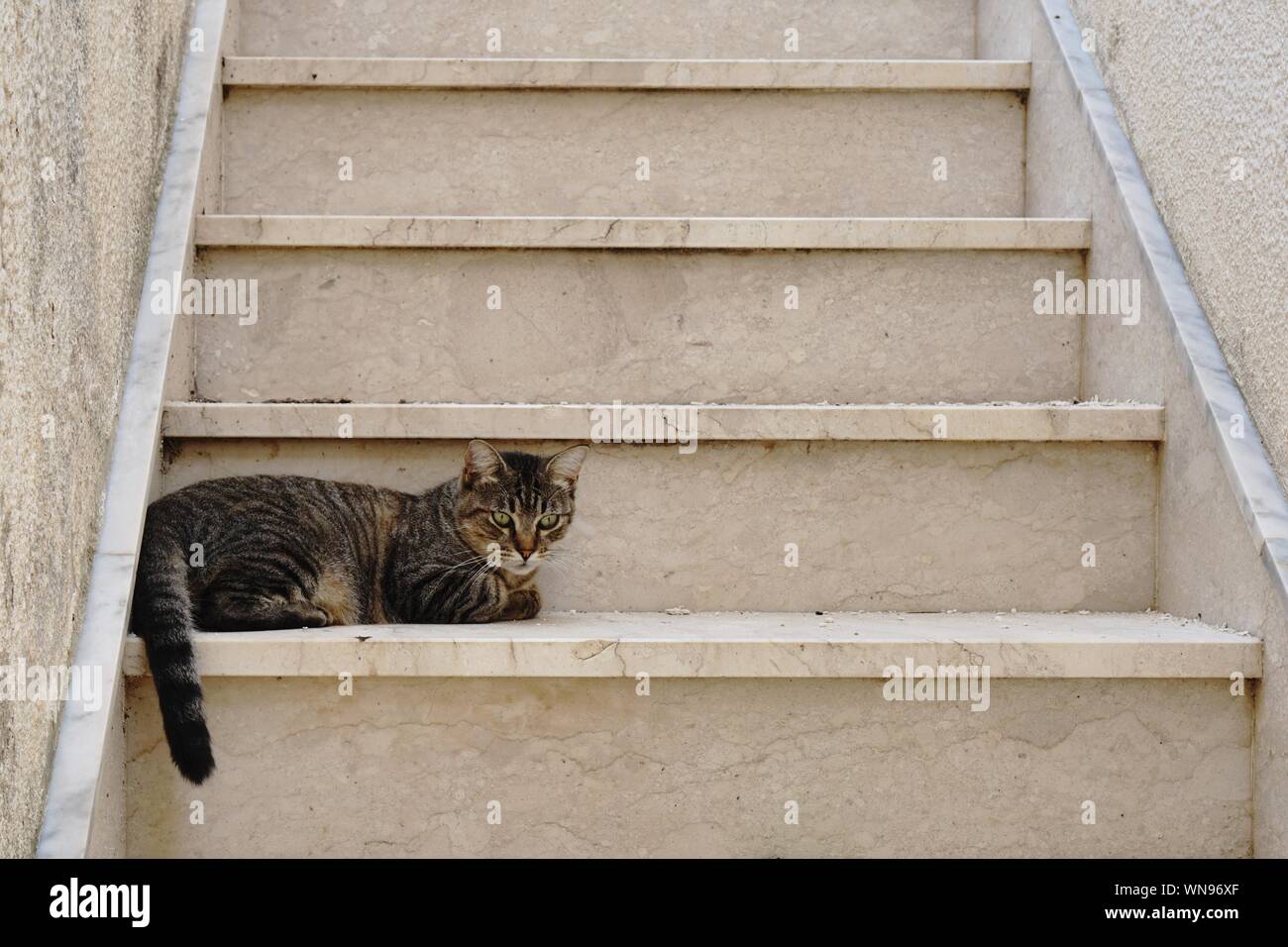 Staircase cat hires stock photography and images Alamy