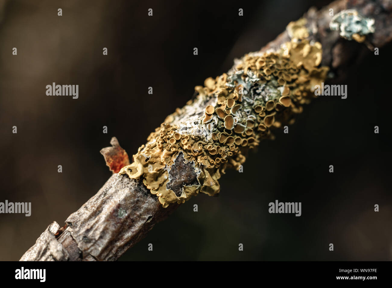 Close up mushroom on a old tree branch background. Macro view. Stock Photo