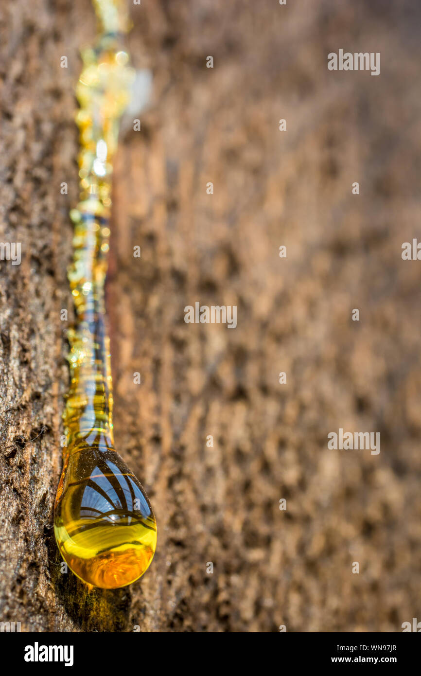A drop of tree resin Stock Photo