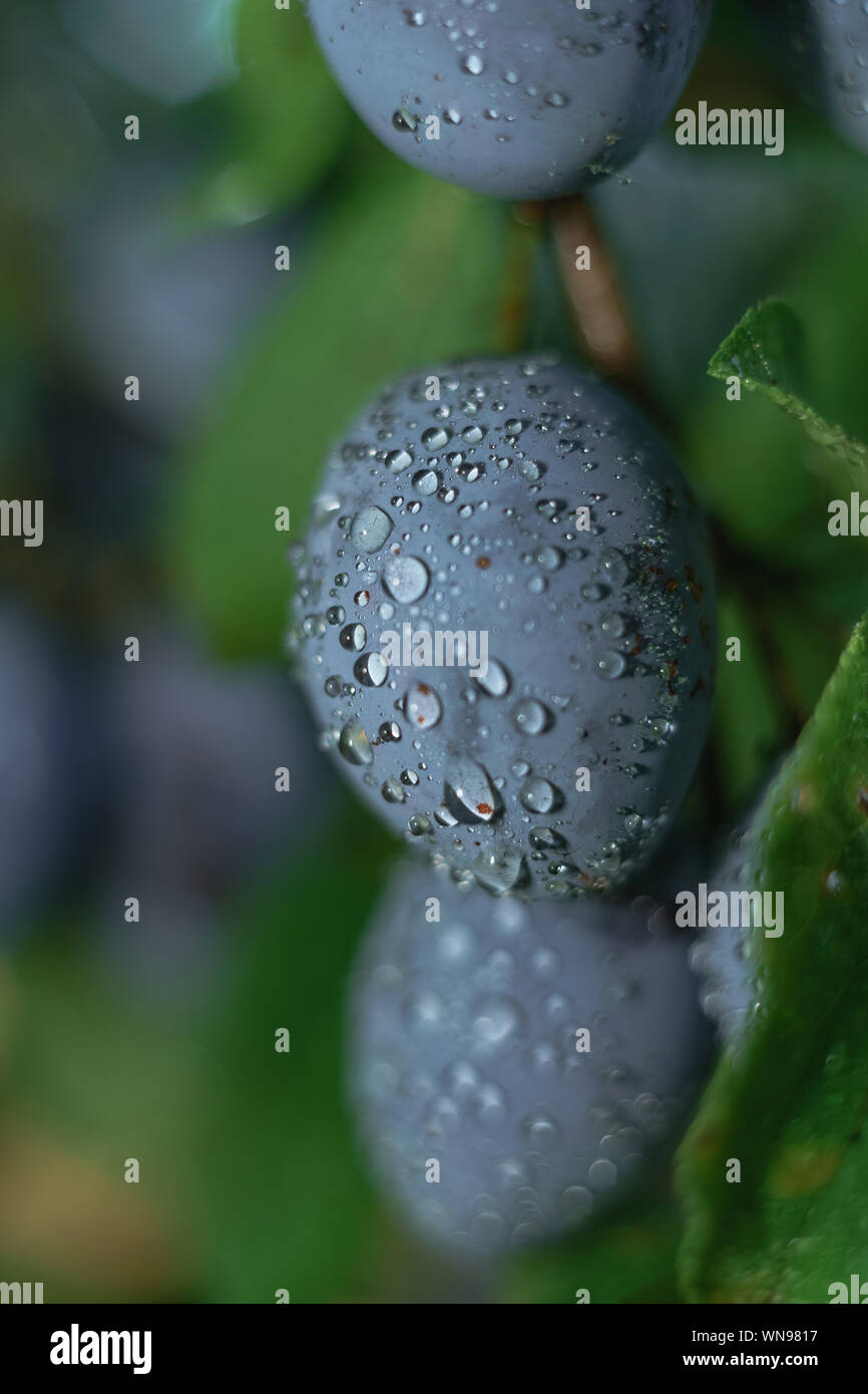 Close up beautiful fresh young plums growing on a tree background Stock ...