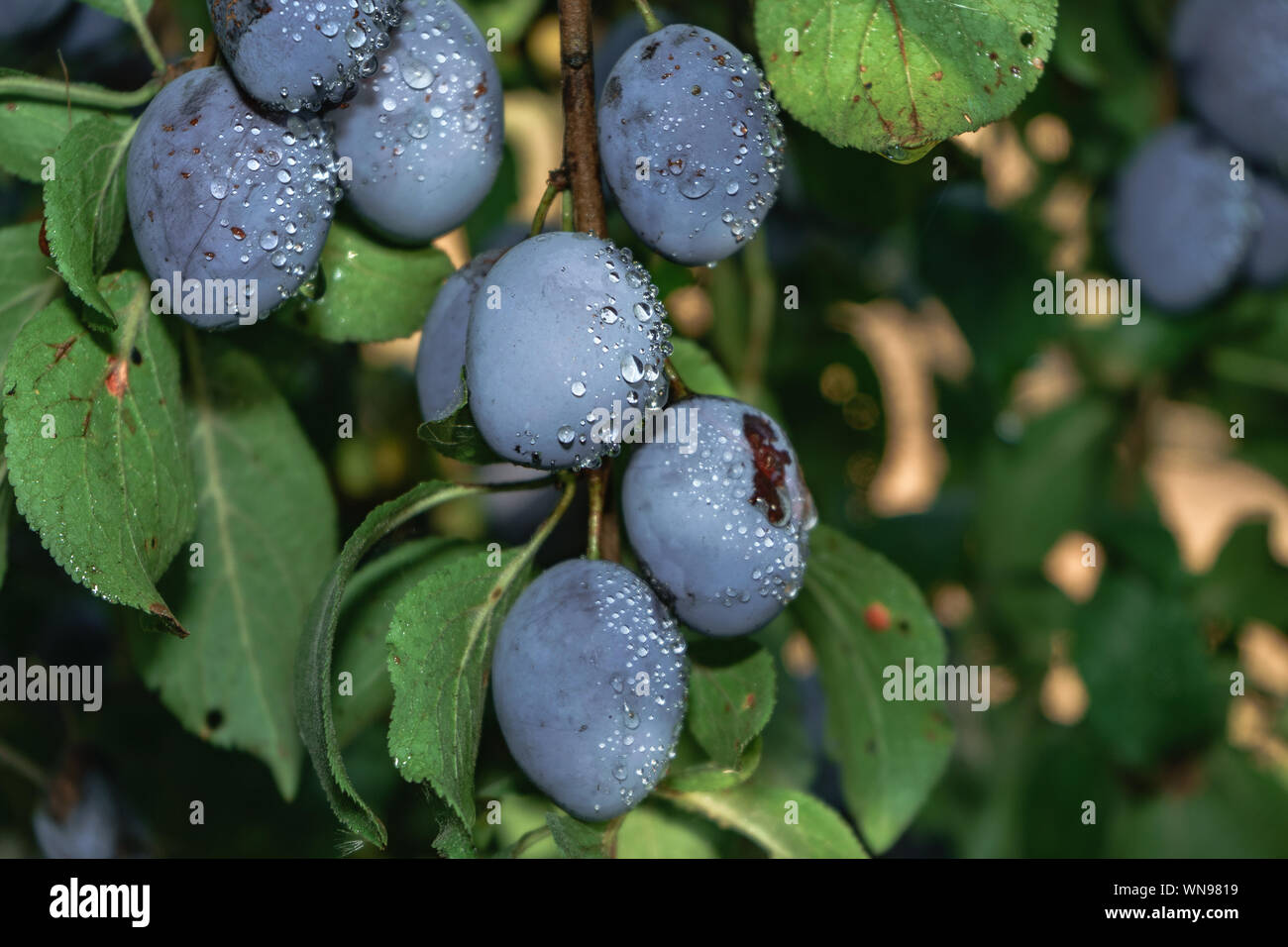 Beautiful fresh young plums growing on a tree background Stock Photo