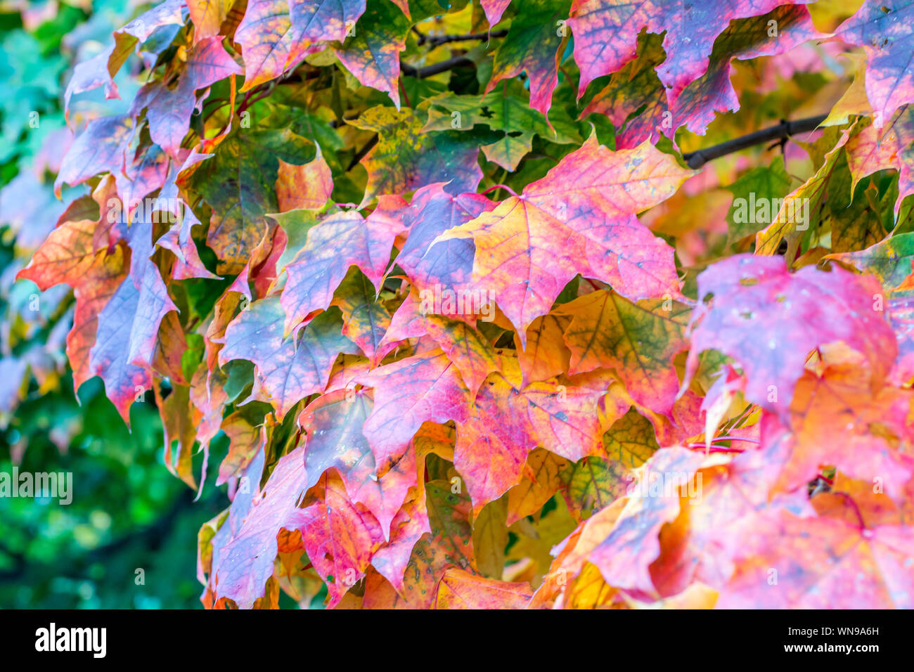 Colorful leaves show the beginning of autumn Stock Photo
