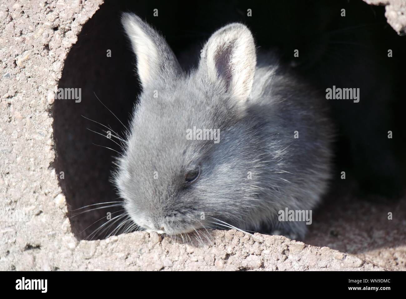 Rabbit burrow hires stock photography and images Alamy